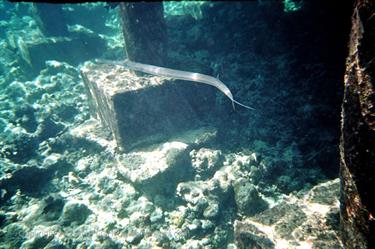 Meedhupparu 2004 Unterwasser-Fotos,_831_24 B_478
